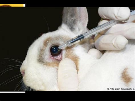 makeup being tested on animals